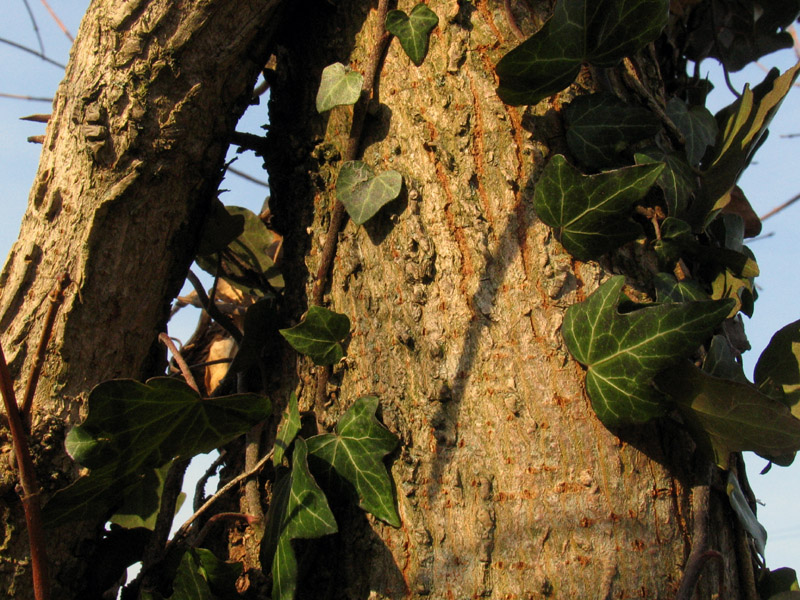 Differenze tra Acer campestre e Ulmus campestris